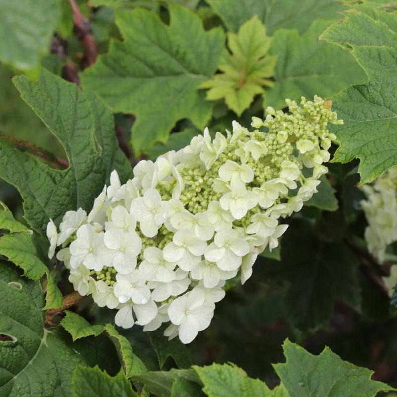 Gatsby Glow Ball® Oakleaf hydrangea- | Proven Winners®