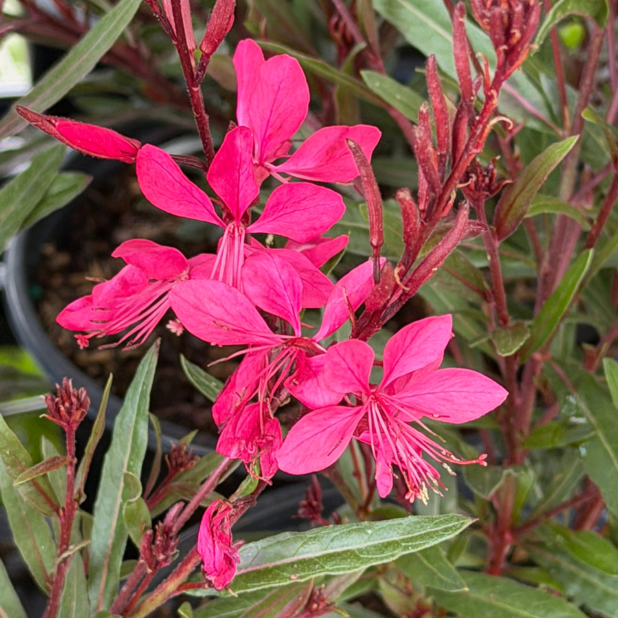 Belleza pink wand flower |Spotswood Greenery