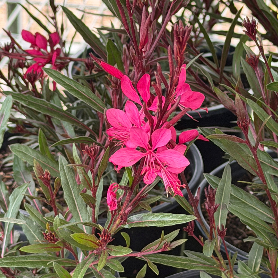 Belleza pink wand flower |Spotswood Greenery