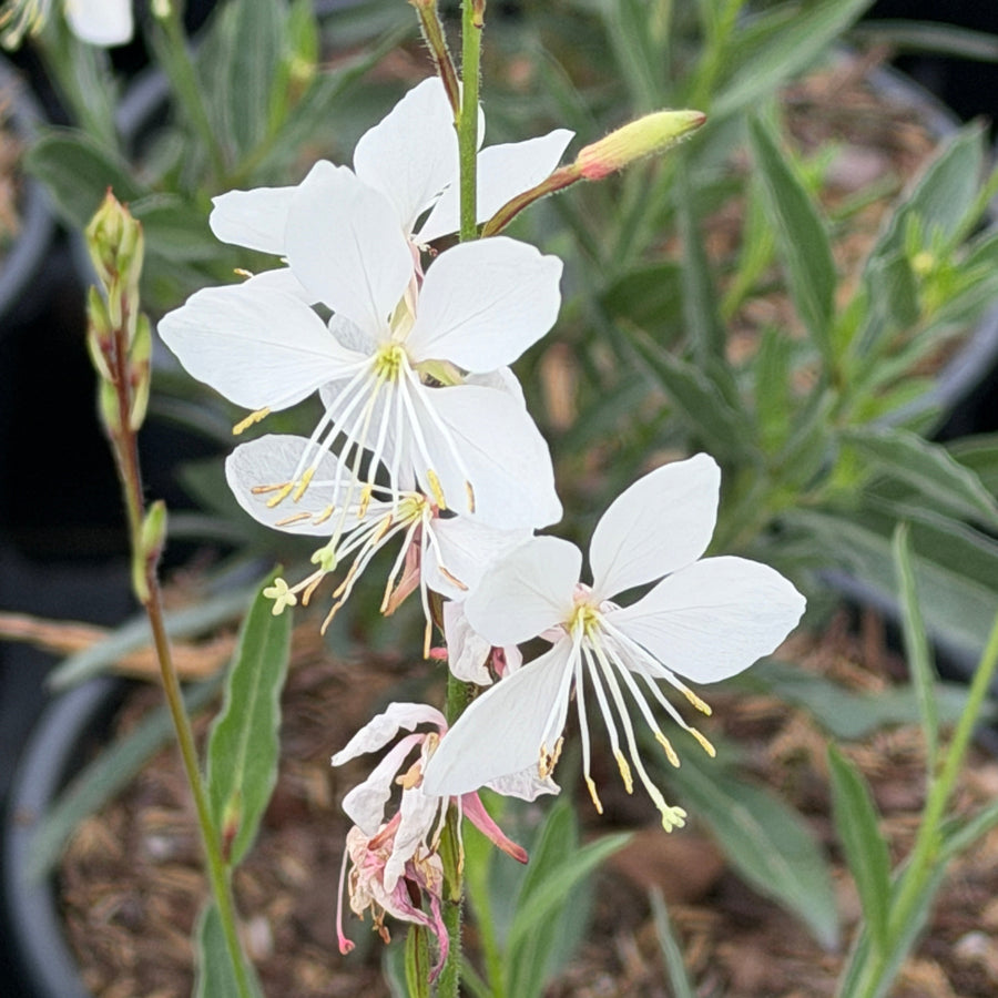 Whirling Butterflies Wand Flower |Spotswood Greenery