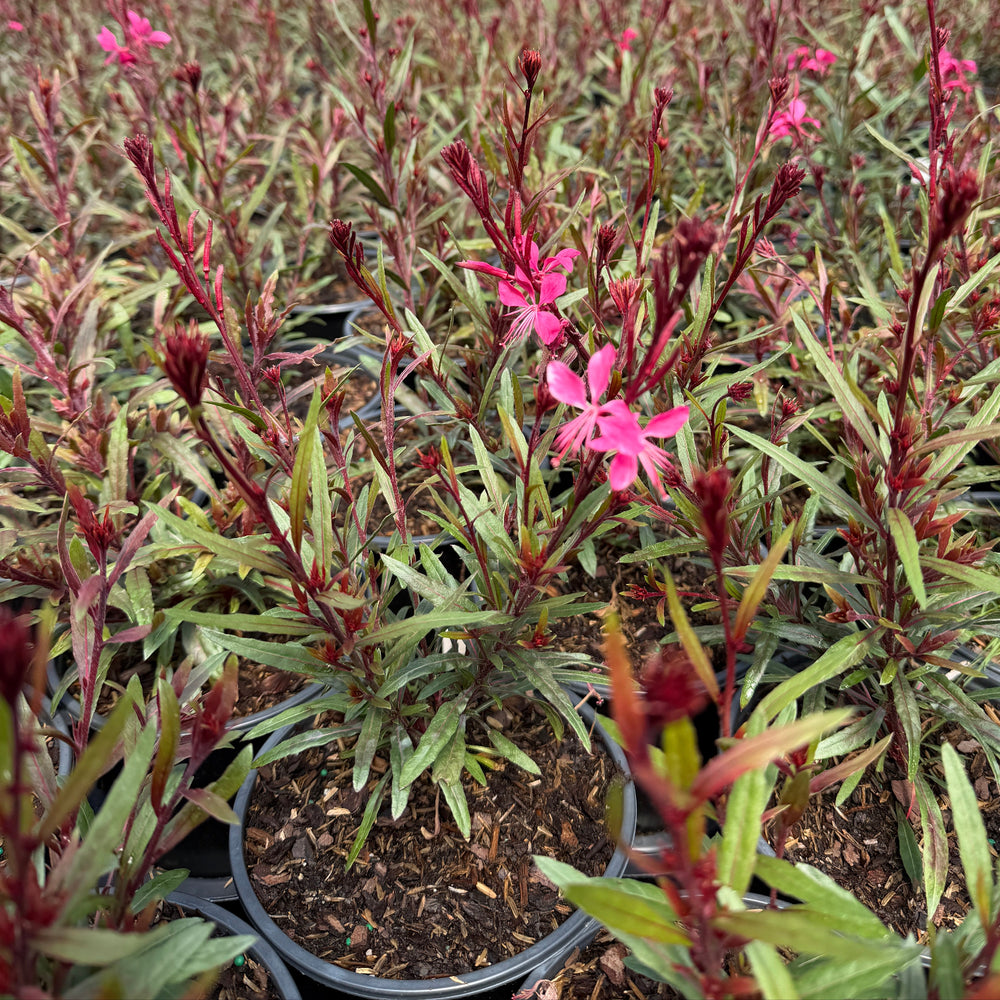 Belleza pink wand flower |Spotswood Greenery