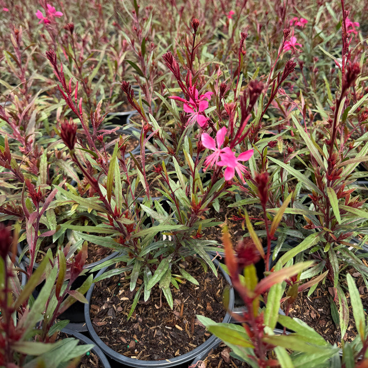 Belleza pink wand flower |Spotswood Greenery