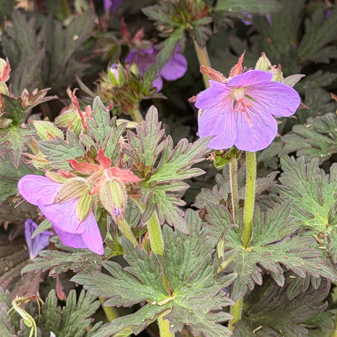 Boom Chocolatta geranium |Spotswood Greenery