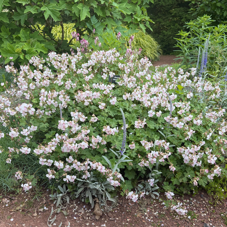 biokovo cranesbill in bloom |Spotswood Greenery