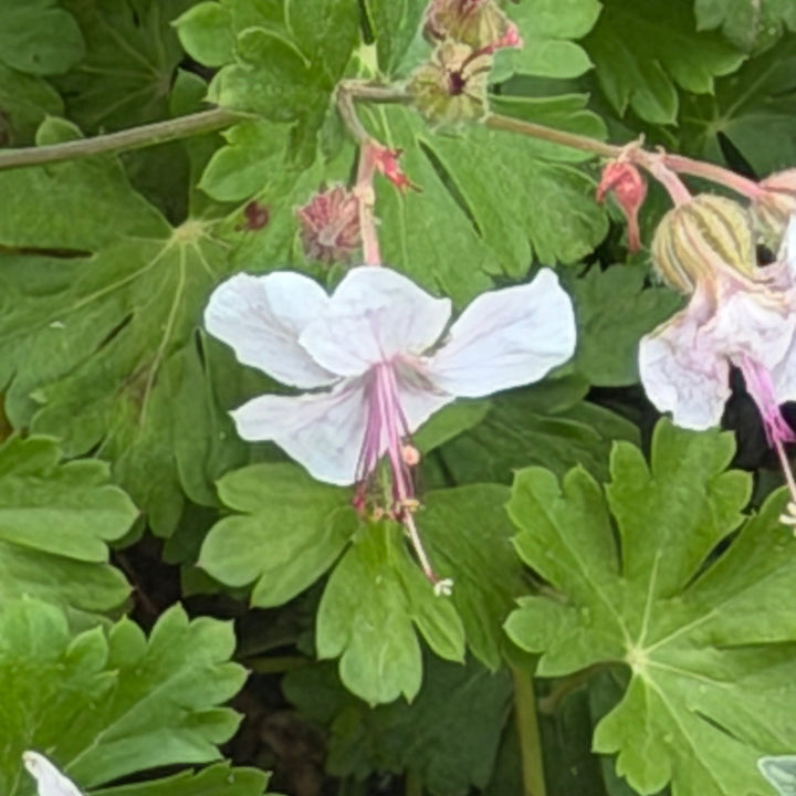 biokovo cranesbill in bloom |Spotswood Greenery