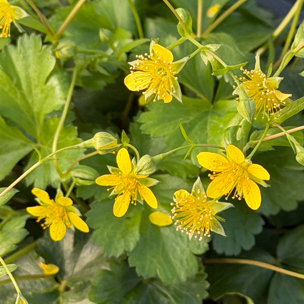 Barren Strawberry |Spotswood Greenery