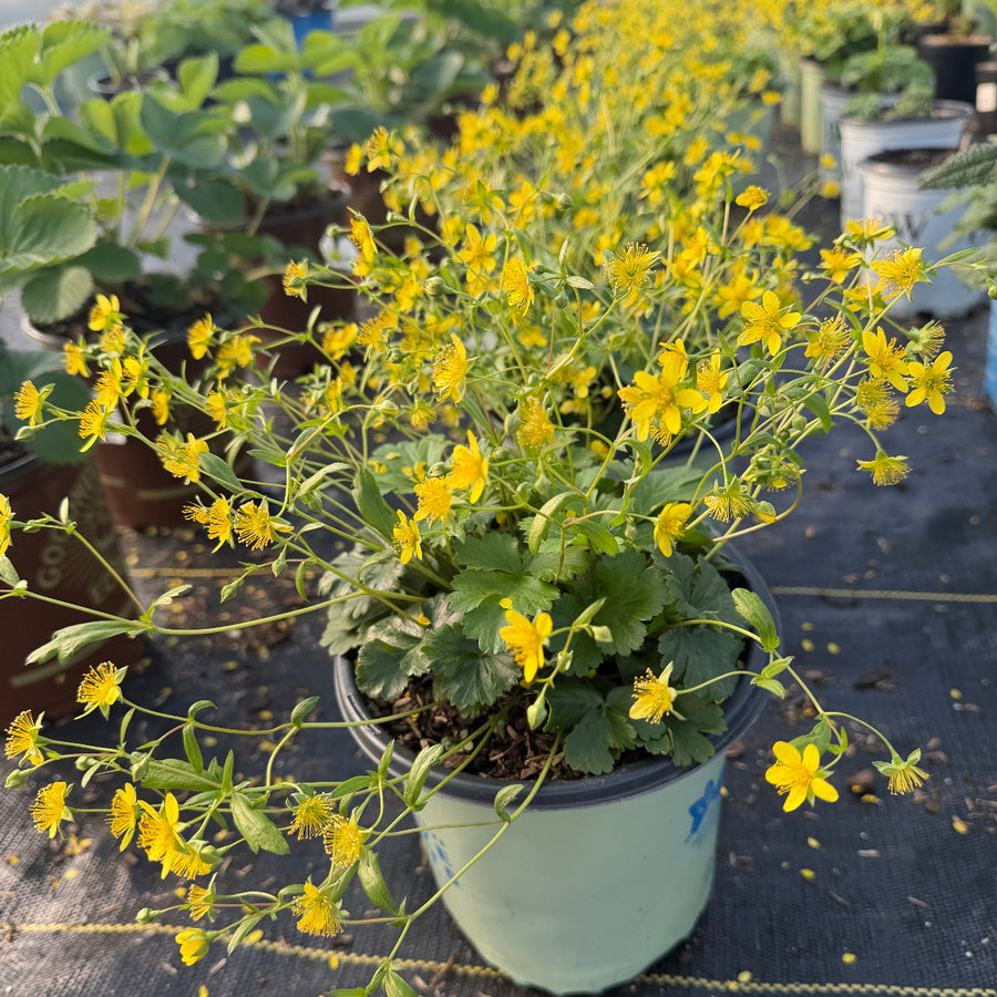 Barren Strawberry |Spotswood Greenery