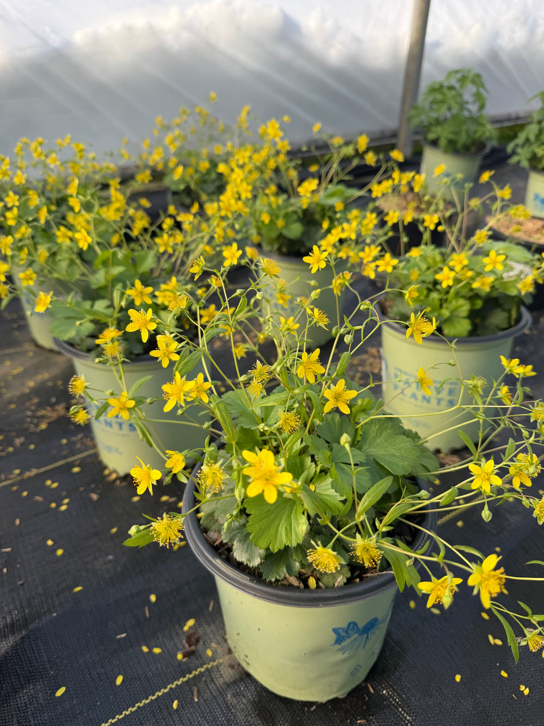 Barren Strawberry |Spotswood Greenery