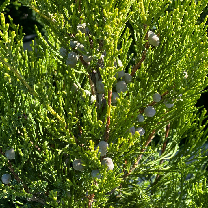 Gin Fizz® Juniper |Spotswood Greenery