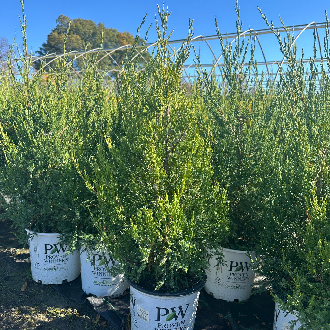 Gin Fizz® Juniper |Spotswood Greenery