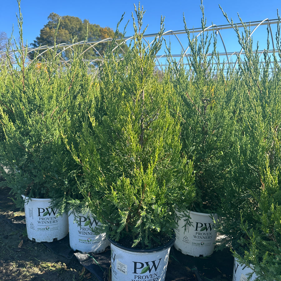 Gin Fizz® Juniper |Spotswood Greenery