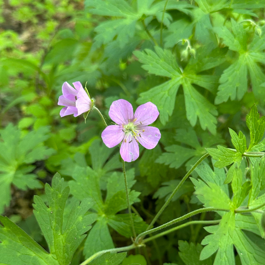Spotted Geranium