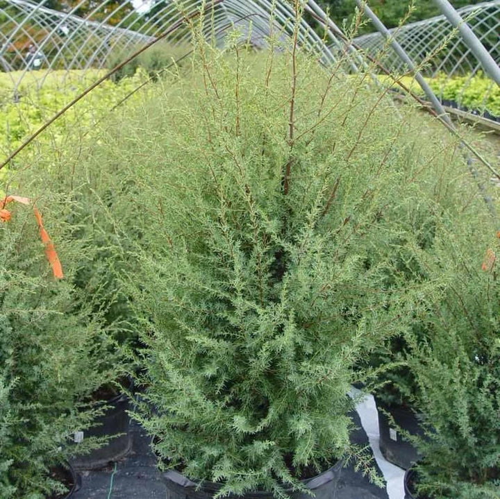 Gnom Juniper |Prides Corner Farms