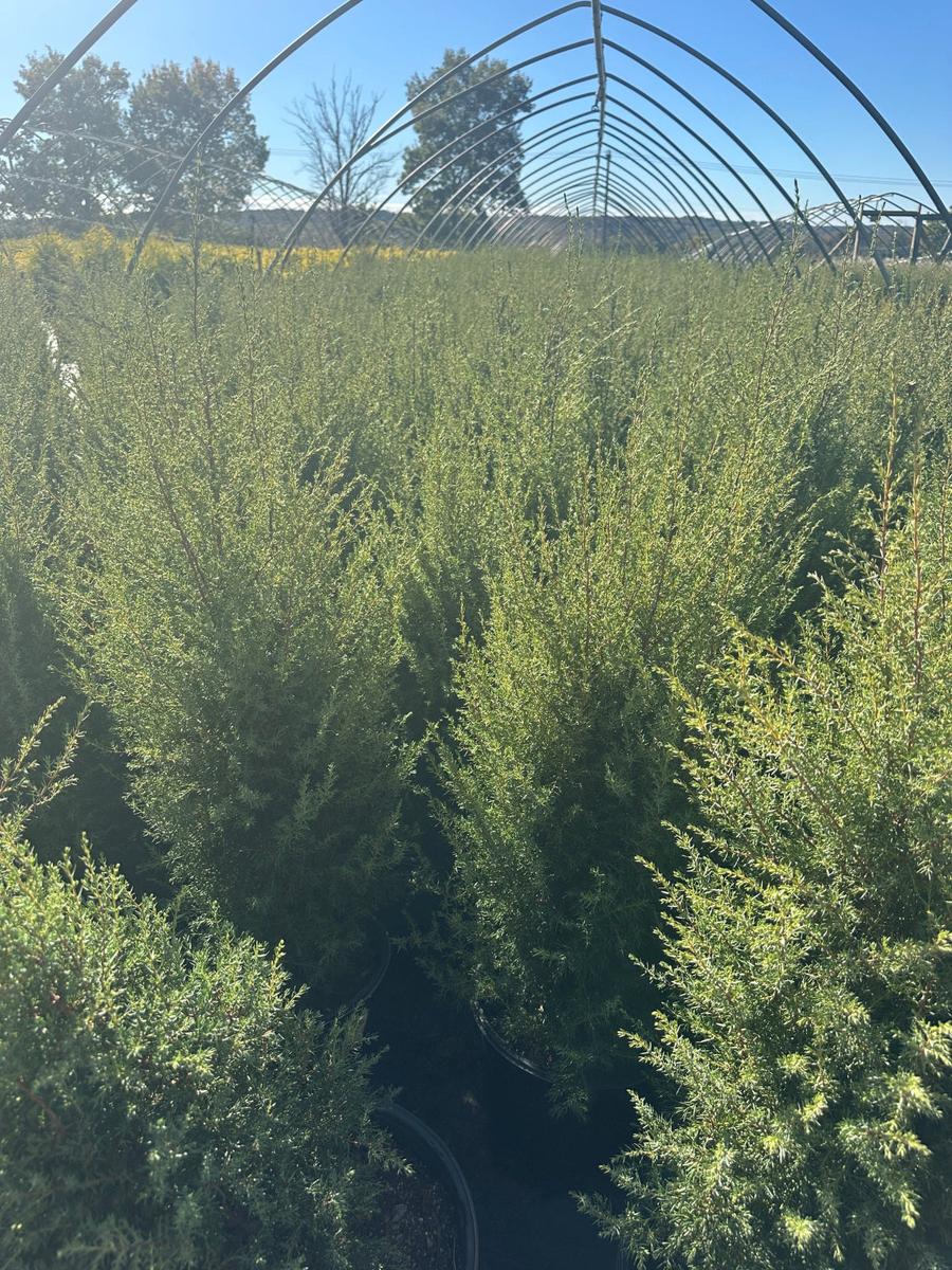 Gnom Juniper |Spotswood Greenery