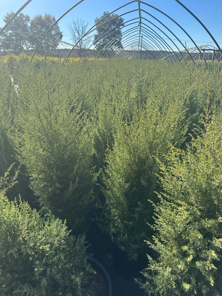 Gnom Juniper |Spotswood Greenery