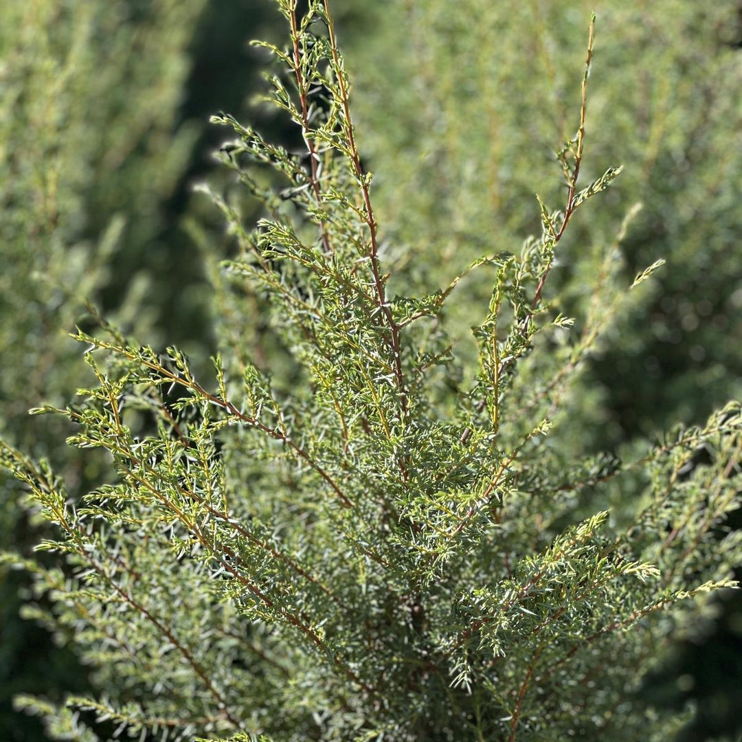 Gnom Juniper |Spotswood Greenery
