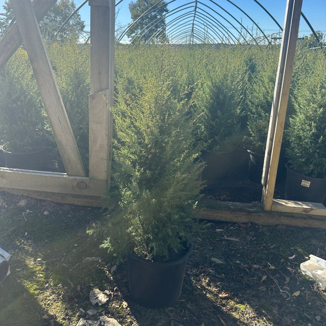 Gnom Juniper |Spotswood Greenery