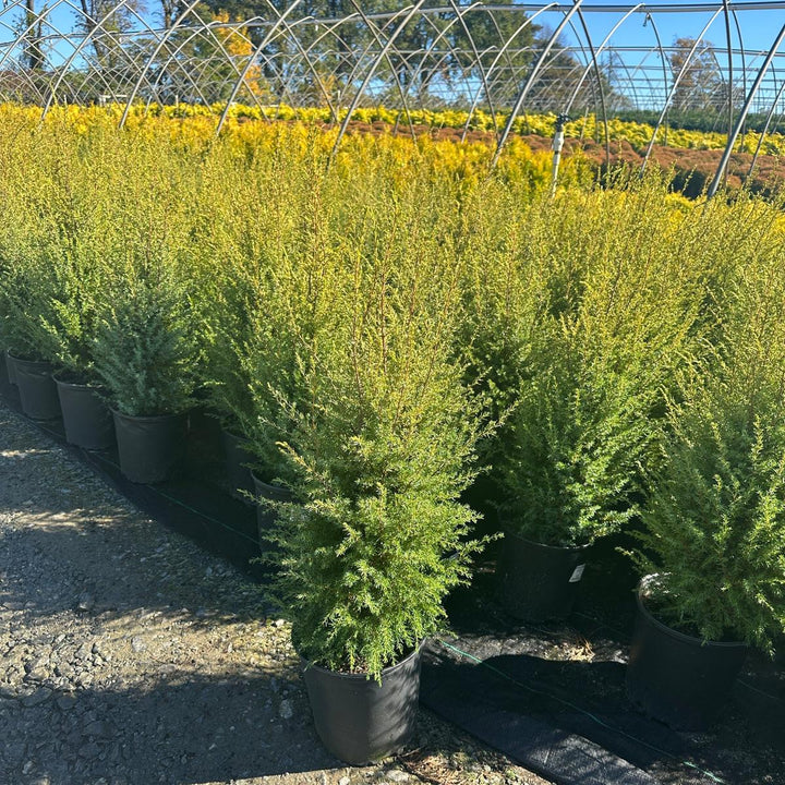 Gold Cone Juniper |Spotswood Greenery