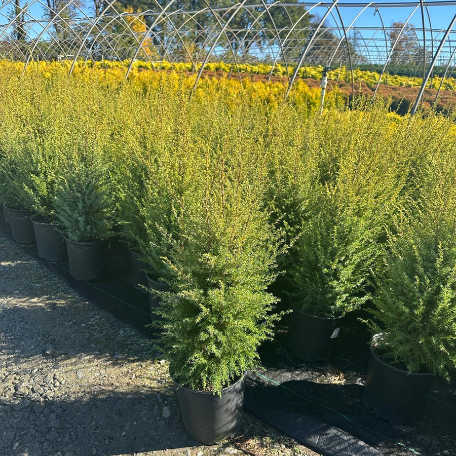 Gold Cone Juniper |Spotswood Greenery