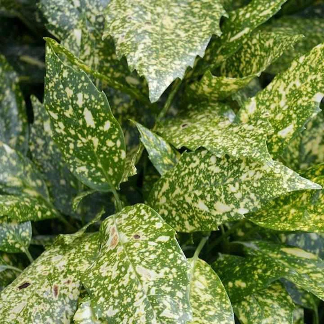 Gold Dust Japanes Aucuba |Prides Corner Farms