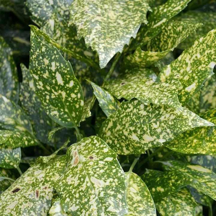 Gold Dust Japanes Aucuba |Prides Corner Farms
