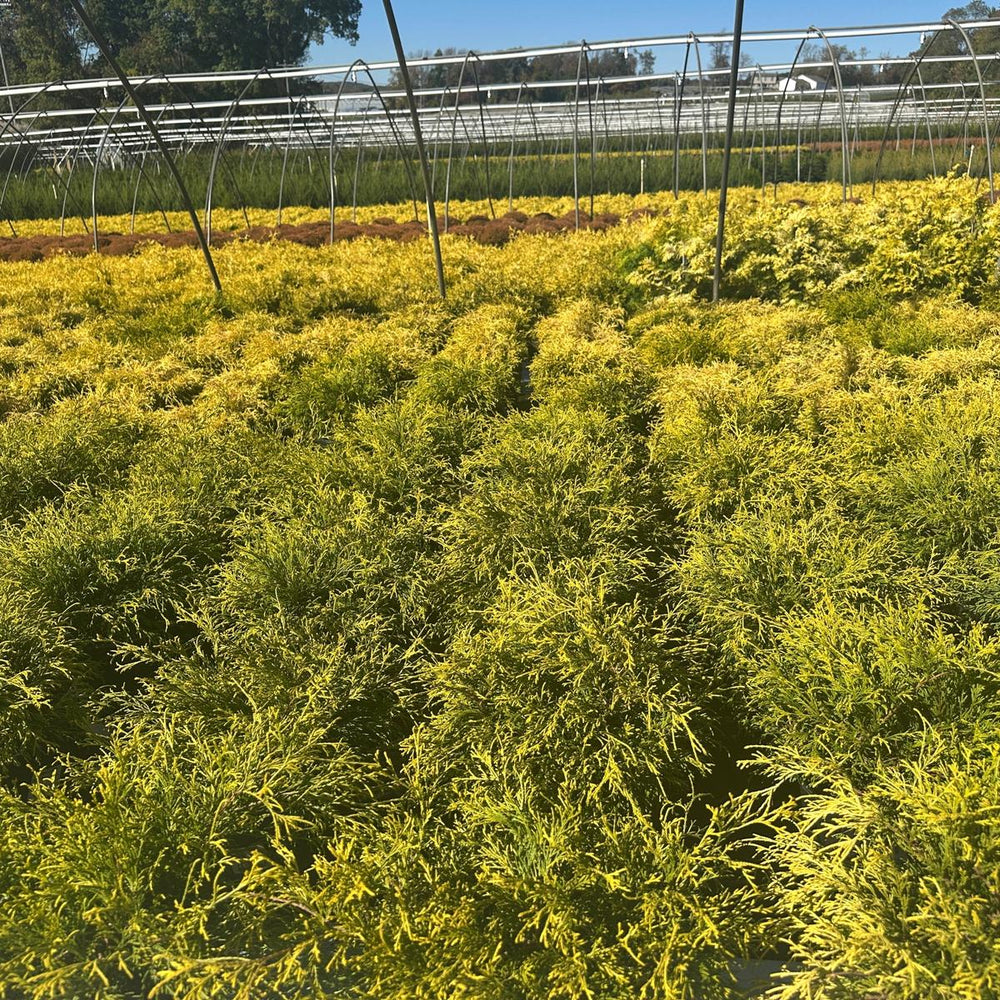 Gold Thread Cypress |Spotswood Greenery