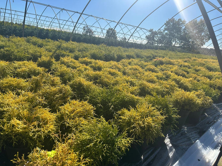 Gold Thread Cypress |Spotswood Greenery