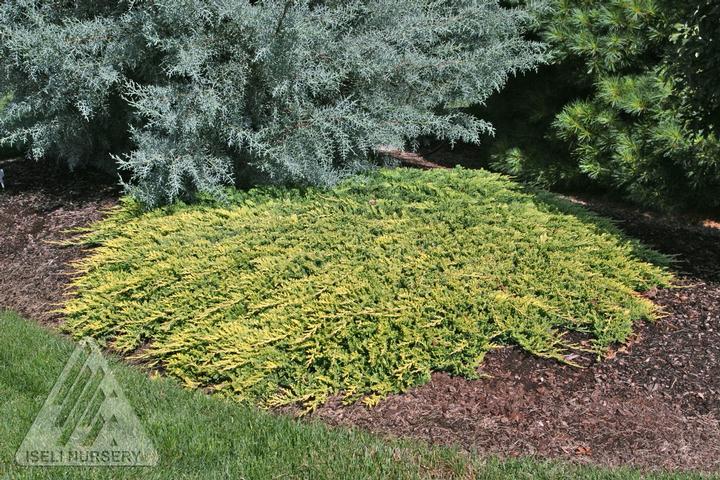 Golden Carpet Spreading Juniper |Prides Corner Farms