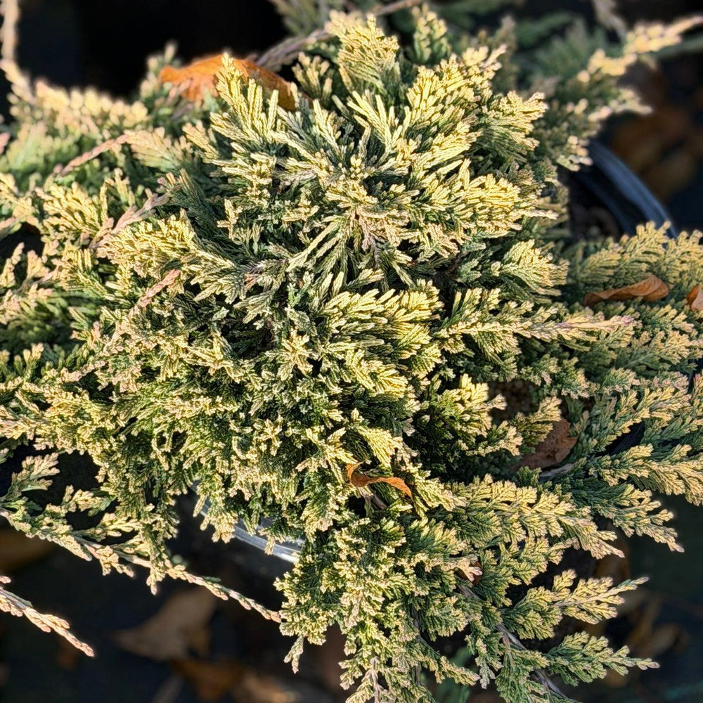Golden Carpet Spreading Juniper |Spotswood Greenery