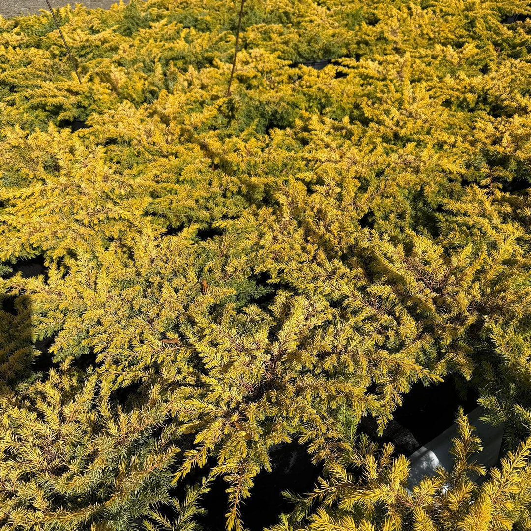 Golden Carpet Spreading Juniper |Spotswood Greenery