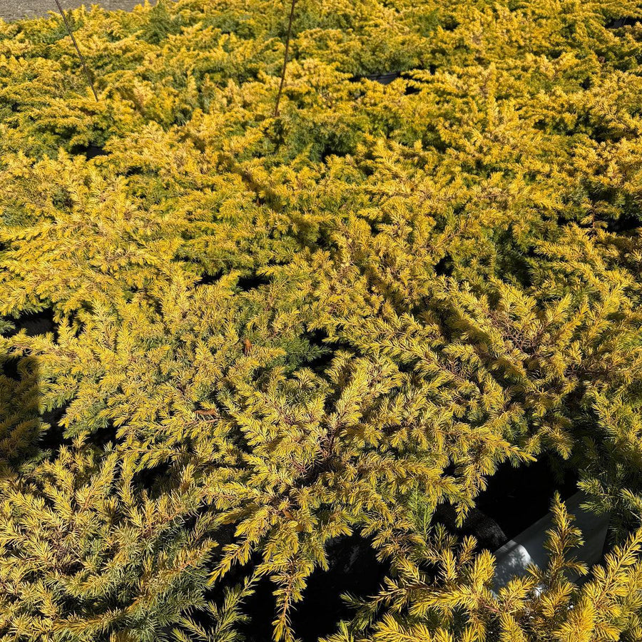 Golden Carpet Spreading Juniper |Spotswood Greenery