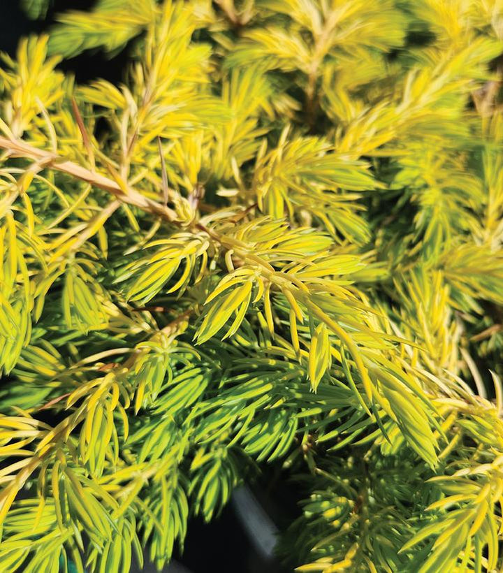 Golden Pacific™ Juniper |Prides Corner Farms
