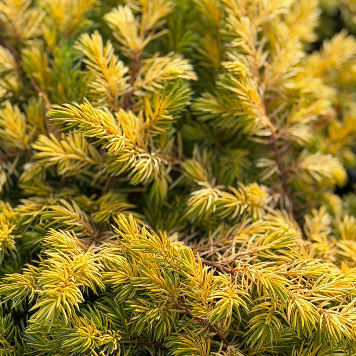 Golden Pacific™ Juniper |Spotswood Greenery