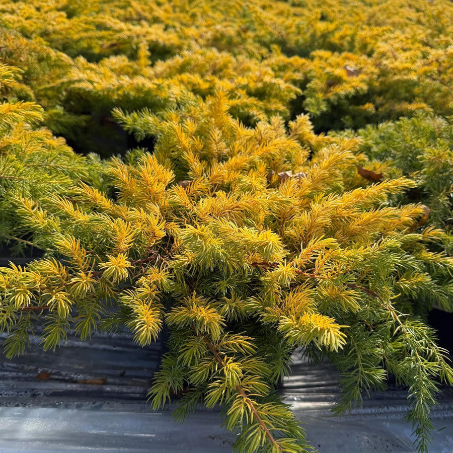 Golden Pacific™ Juniper |Spotswood Greenery