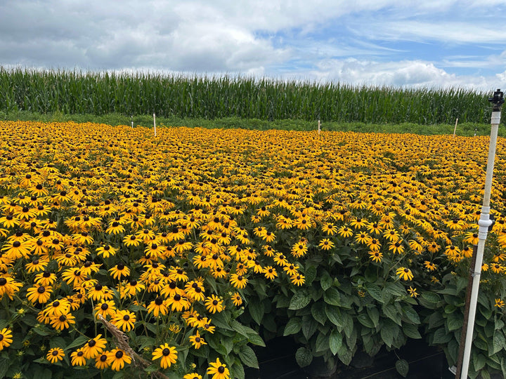 Goldsturm Black-Eyed Susan