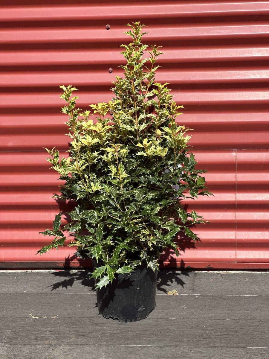 Goshiki False Holly |Spotswood Greenery