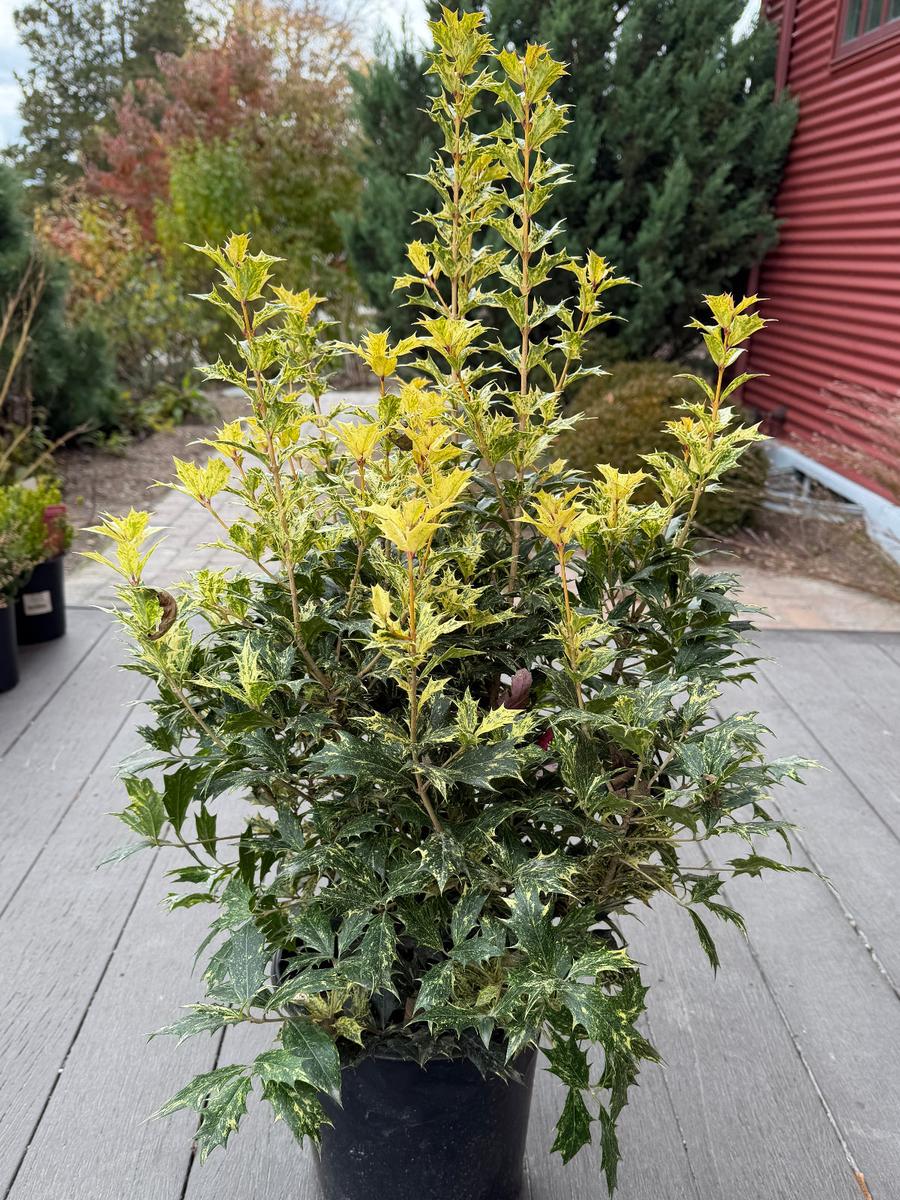 Goshiki False Holly |Spotswood Greenery