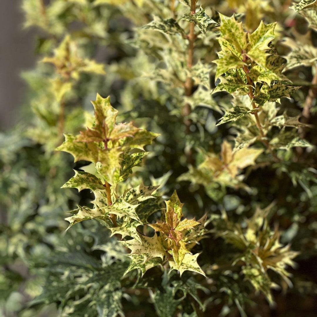 Goshiki False Holly |Spotswood Greenery