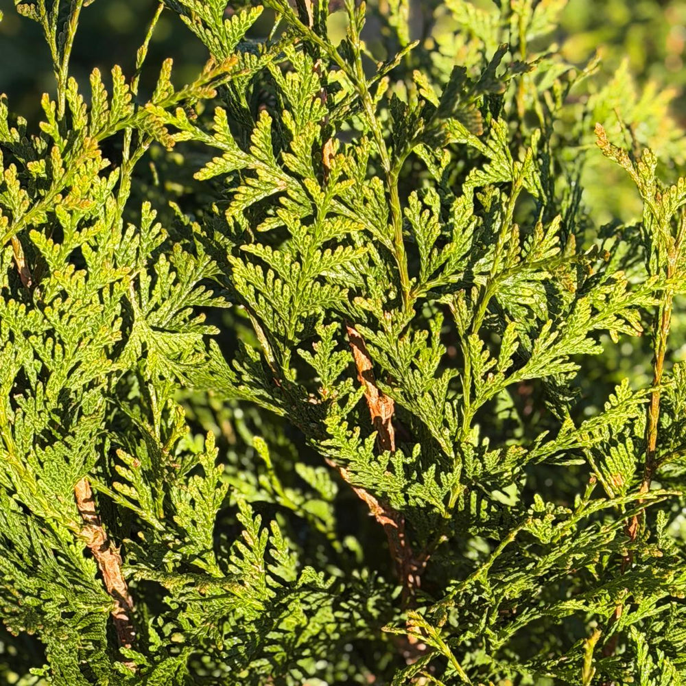 Green Giant Western Arborvitae |Spotswood Greenery