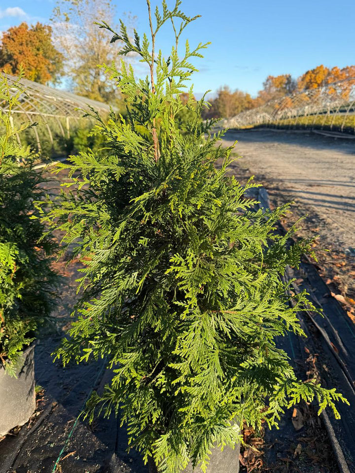 Green Giant Western Arborvitae |Spotswood Greenery