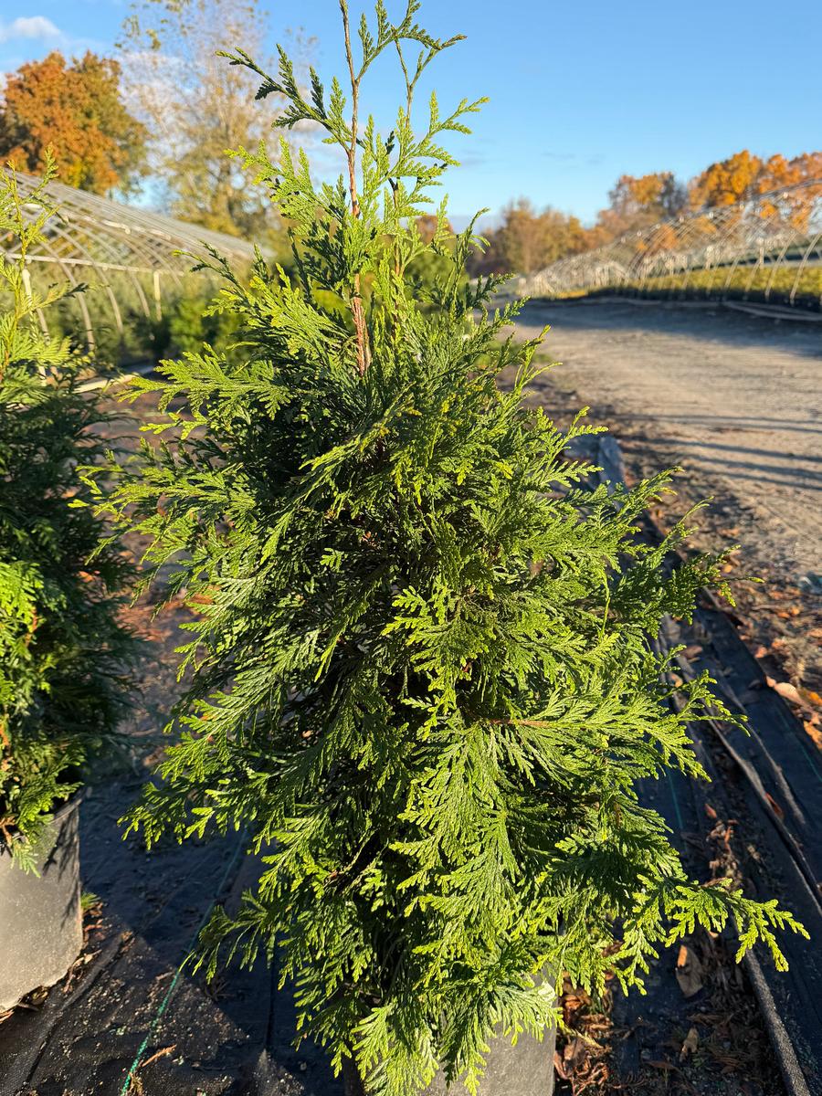 Green Giant Western Arborvitae |Spotswood Greenery