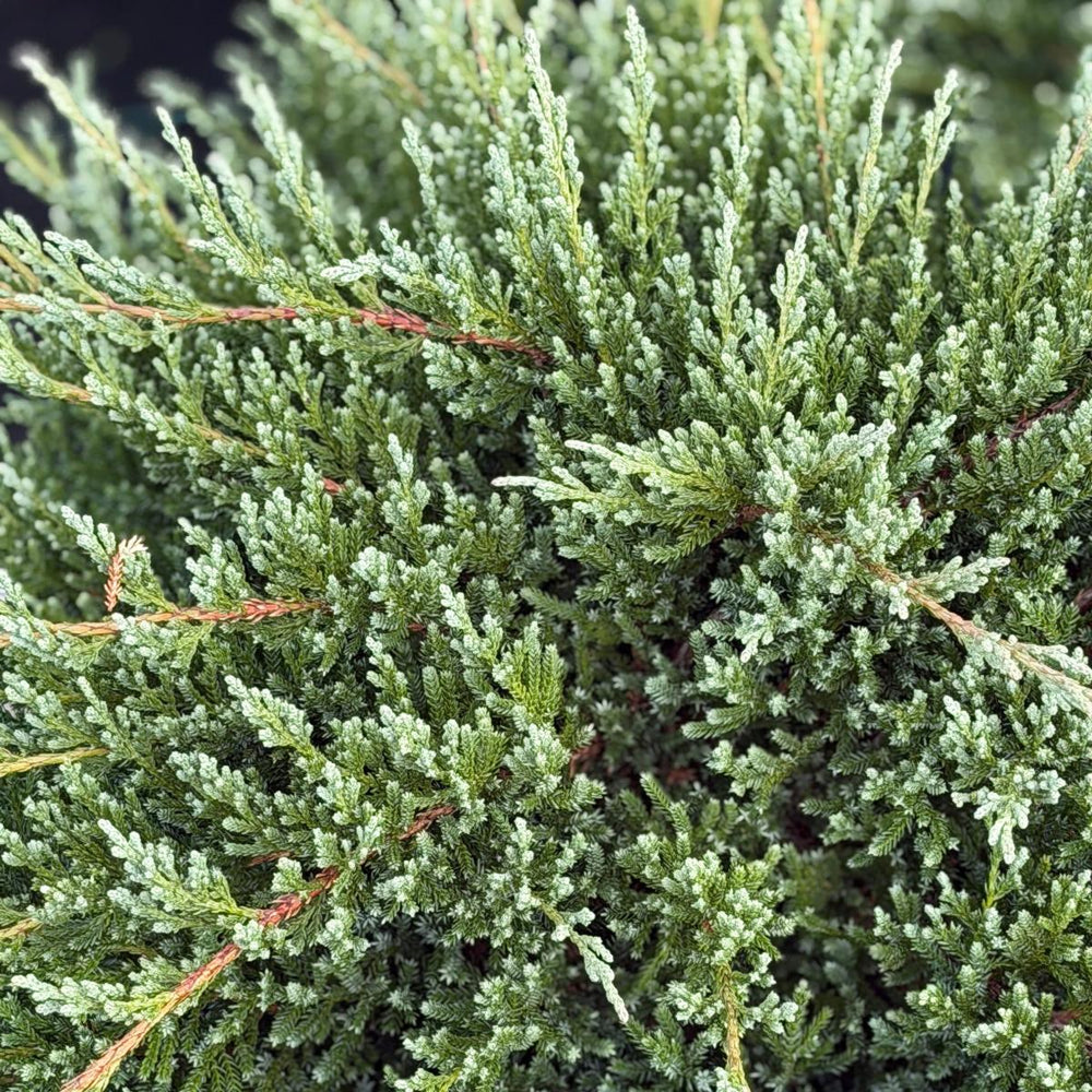 Green Sargent Juniper |Spotswood Greenery