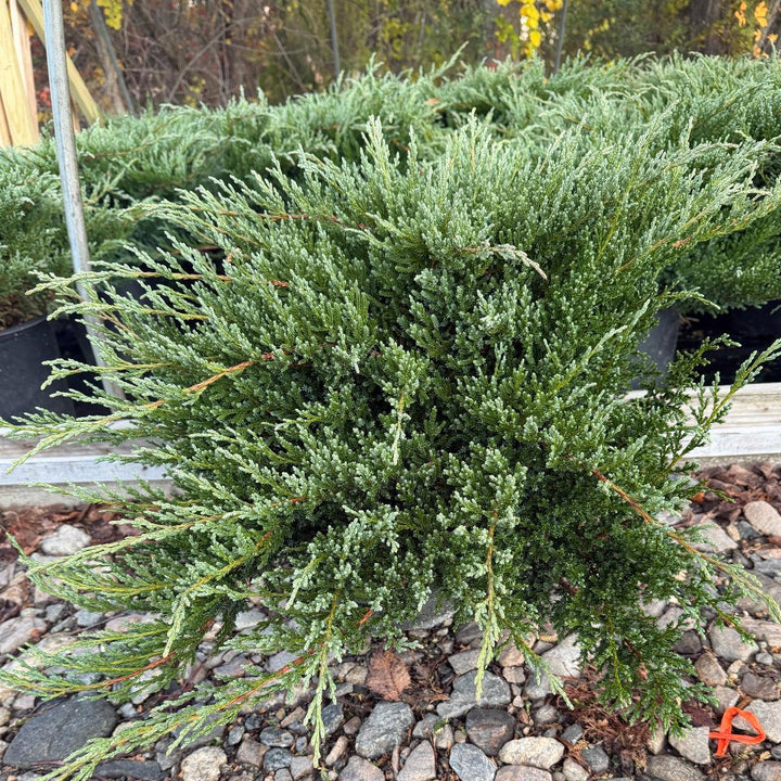 Green Sargent Juniper |Spotswood Greenery