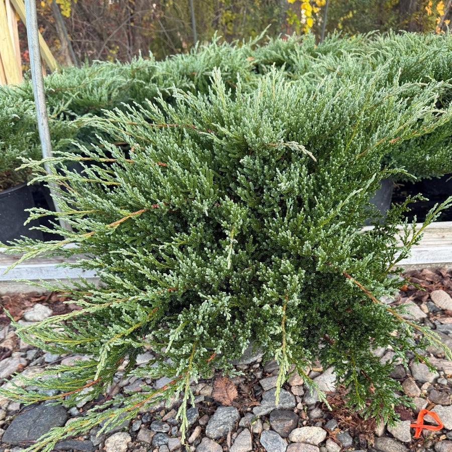 Green Sargent Juniper |Spotswood Greenery