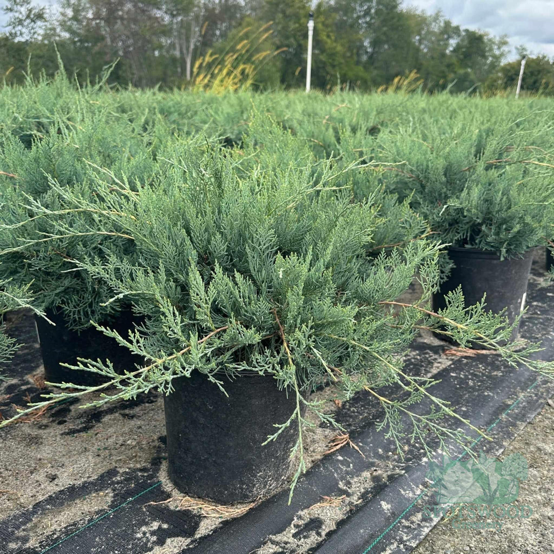 Grey Owl Red Cedar |Spotswood Greenery