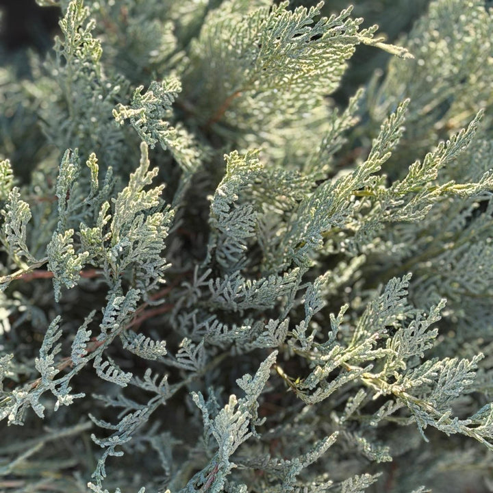 Grey Owl Red Cedar |Spotswood Greenery