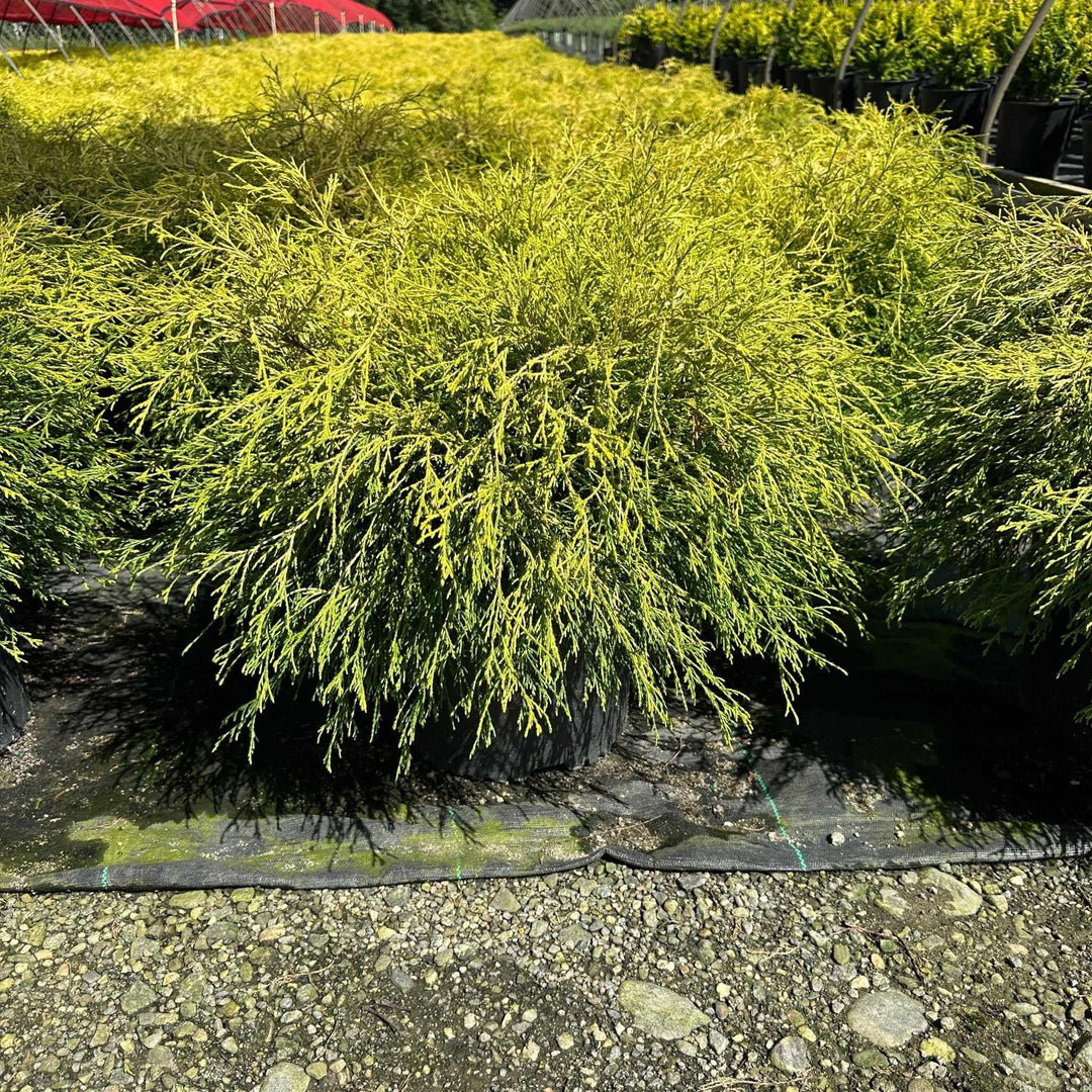 Gold Thread Cypress