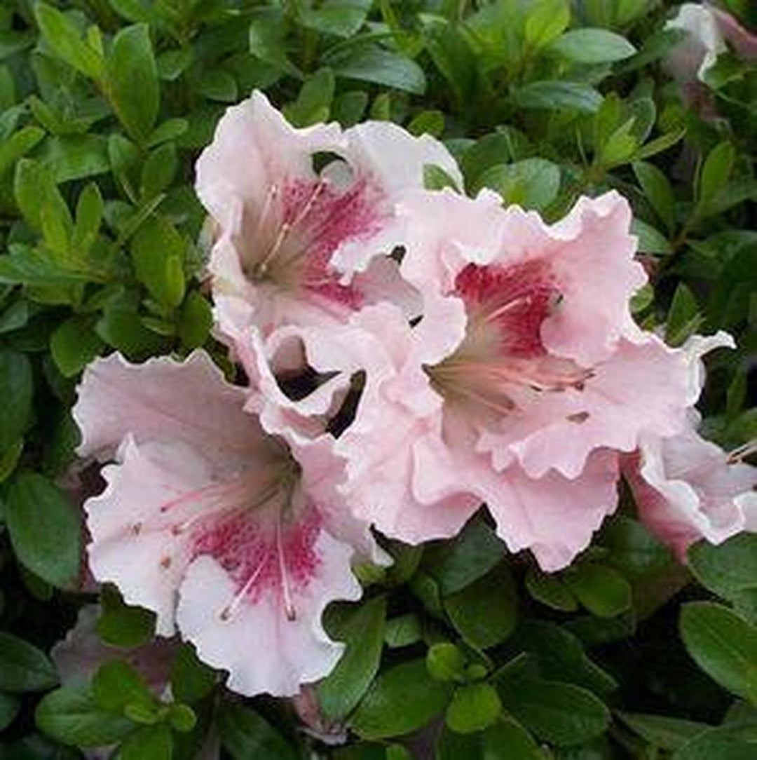 Gumpo Pink |Prides Corner Farms