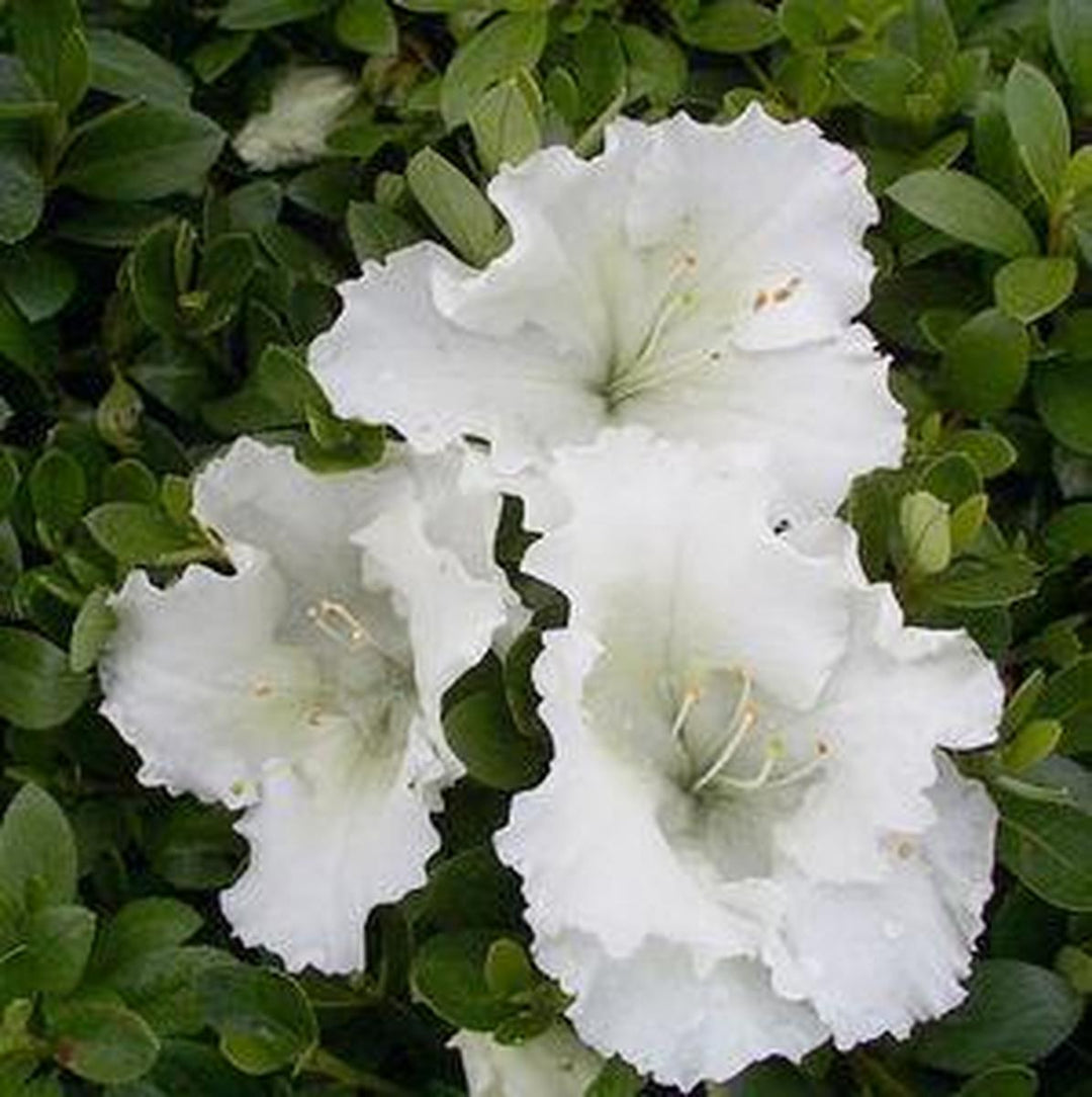 Gumpo White |Prides Corner Farms