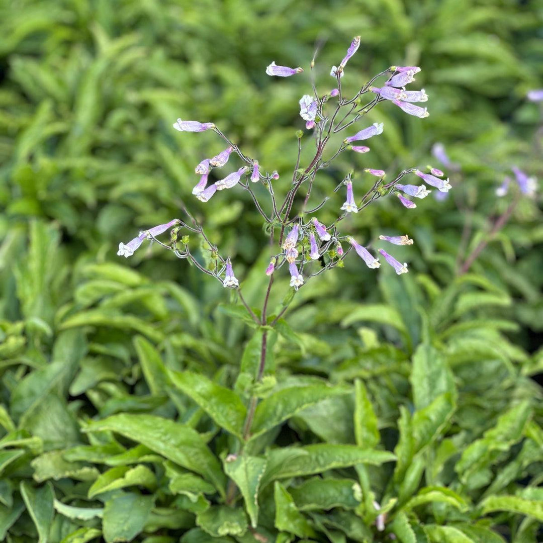 Hairy Beardtongue |Spotswood Greenery